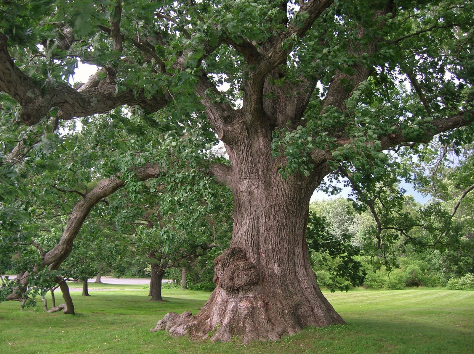 Oak Tree Forest Oak Tree Forest